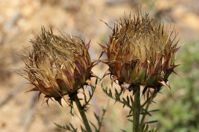 Alcachofra-brava (Cynara humilis)