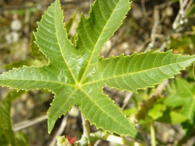 Folha verde de Rícino ou Carrapateiro // Castorbean: leaf (Ricinus communis)