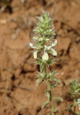 Rabo-de-raposa // Italian Hedgenettle (Stachys ocymastrum)