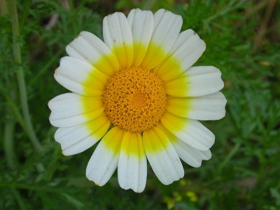 Pampilho-ordinário // Crowndaisy (Chrysanthemum coronarium)