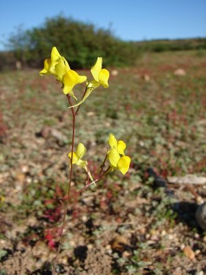 Ansarina-dos-campos ou Avelino // Ballast Toadflax (Linaria spartea)