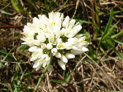 Alho-silvestre // White Garlic (Allium neapolitanum)