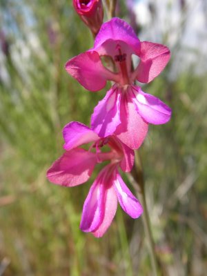 Espadana-dos-montes // Wild Gladiolus (Gladiolus illyricus)