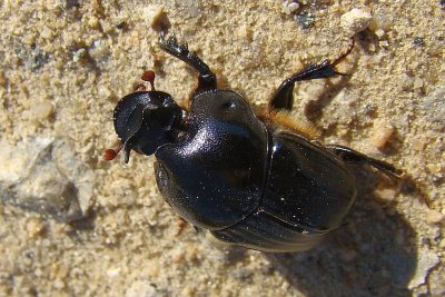 Escaravelho // Scarab Beetle (Bubas bison)