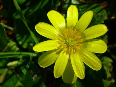 Ficria ou Celidnia-menor // Lesser Celandine (Ranunculus ficaria)