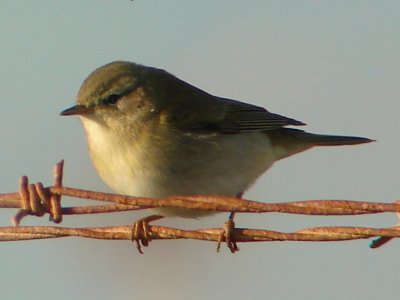 Felosa-musical // Willow Warbler (Phylloscopus trochilus)