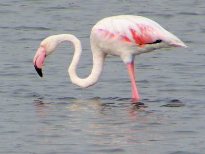 Flamingo  /|\ Greater Flamingo (Phoenicopterus ruber)