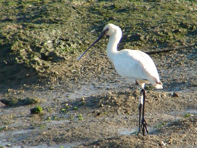 Colhereiro // Spoonbill (Platalea leucorodia)