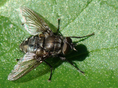 Mosca Calliphoridae // Cluster Fly (Pollenia vagabunda)