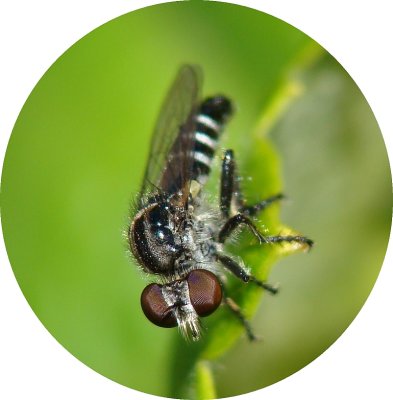 Uma pequena mosca Asilidae // Robber Fly (Holopogon sp.)