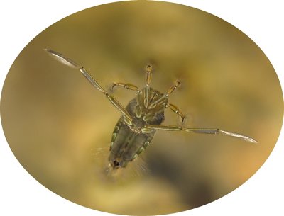 Percevejo Aqutico // Water Bug (Notonecta sp.)