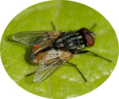 Mosca da famlia Muscidae // Face Fly (Musca autumnalis)