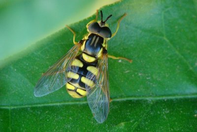 Mosca da famlia Syrphidae // Hoverfly (Chrysotoxum intermedium)