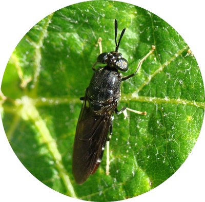 Mosca // Fly (Hermetia illucens)