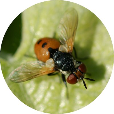 Mosca da famlia Tachinidae // TACHINID Fly (Gymnosoma sp.)