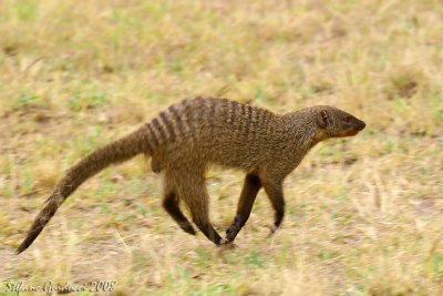 Mangusta stiata (Banded mongoose)