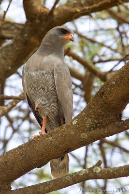 Astore cantante scuro (Dark chanting goshawk)