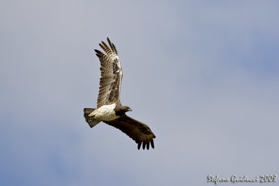 Aquila Marziale (Martial eagle)