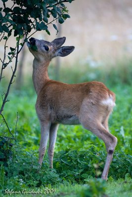 Capriolo (Capreolus capreolus) - Roe deer