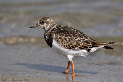 Voltapietre	(Arenaria interpres)