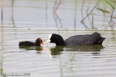 Folaga ( Coot )