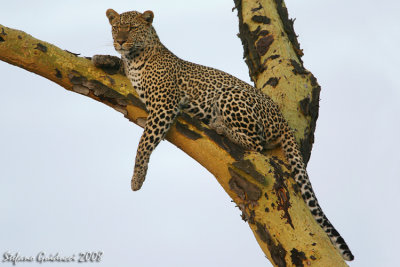 Leopardo (Panthera Pardus)