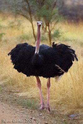 Struzzo ( Ostrich )