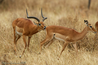 Impala: corteggiamento