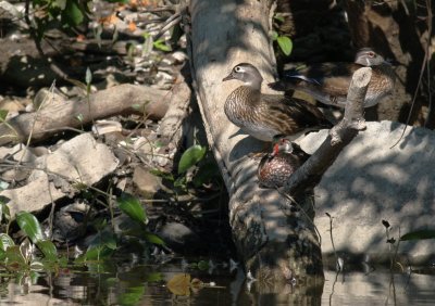Canard branchu/Wood duck