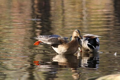 Canard colvert/Mallard