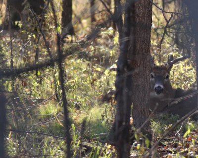 Cerf de Virginie/White-Tailed Deer