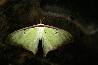 Junkyard Moth.