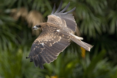 D300 / AF-S 300/4 + 1.4TC  (Malay Fish Owl)