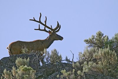 Elk herd