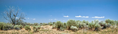 Sagebrush at Malad Gorge
