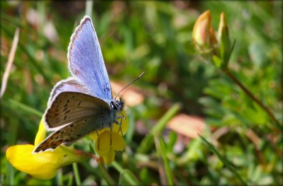 Polyommatus IcarusMale /  Almindelig Blfugl - Han