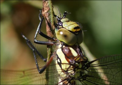 Aeshna Cyanea - Female