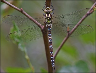 Aeshna Cyanea - Female