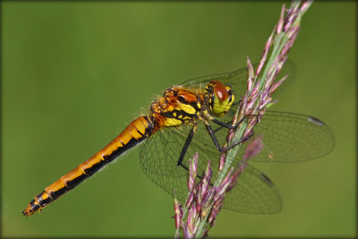 Sympetrum Danae - Female