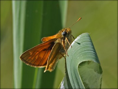 Ochlodes Sylvanus