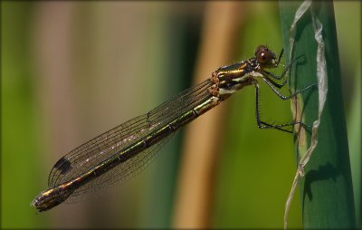 Lestes Dryas - Female