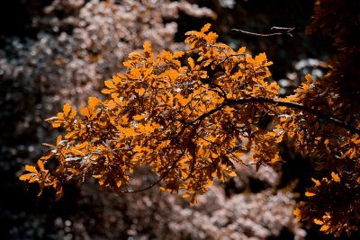 Confused leaves