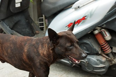 Random dog - probably a stray dog