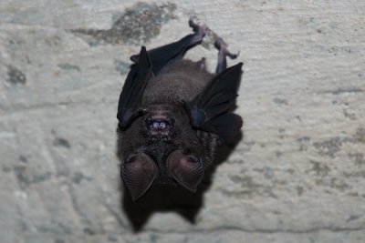 A bat in the old ammunition bunker