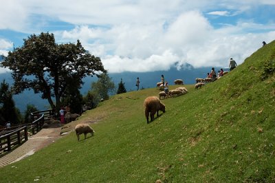 Sheep grazing