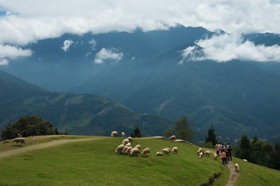 Sheep and the view of the mountains
