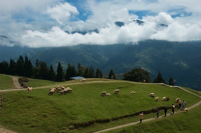 Sheep and the view of the mountains