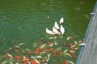 Ching-Jing Swiss Gardens - feeding fish - the ducks wants food too