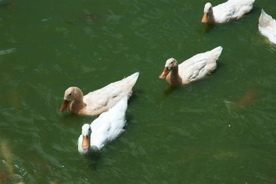 Some ducks swim by