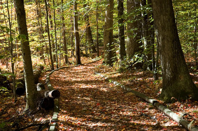 30 : Leaf covered path